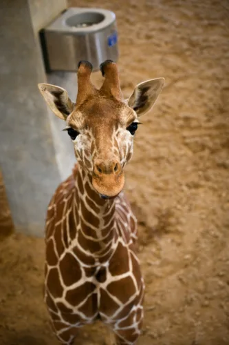 Minot zoo's giraffe has new home
